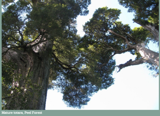 Mature totara, Peel Forest