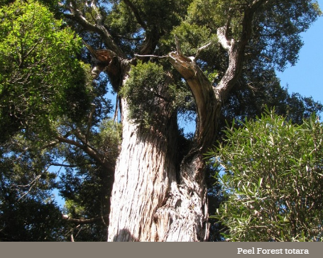 Peel Forest totara
