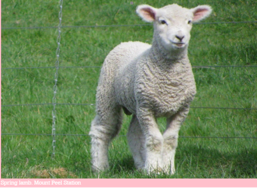 Spring lamb, Mount Peel Station